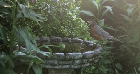 ROBIN BATHING Stock Footage 43078927