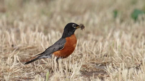 Robin with beak full of insects jumping through the grass Video stock 336153394