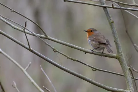 Robin from behind Stock Photos