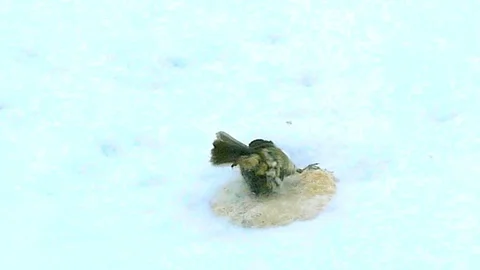 Robin being blown about in the a blizzard in slow motion Stock Footage