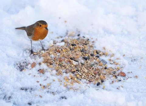 A Robin Being Fed In Wintertime Stock Photos