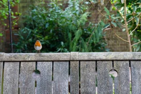 Robin on bench Stock Photos