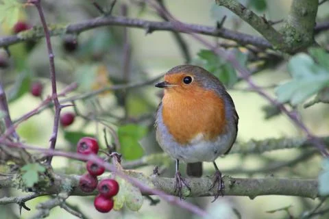 Robin on berry branch Stock Photos