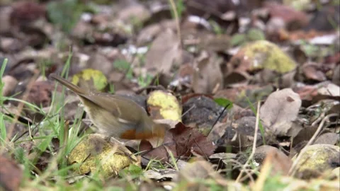 Robin between leaves and fallen fruit on the ground Stock Footage 303911753
