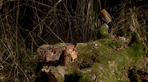 ROBIN BIRD #1 库存影片 43467530