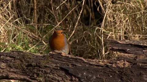 ROBIN BIRD #2 Stock Footage 43467181