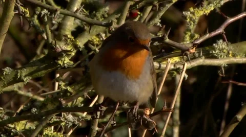 ROBIN BIRD #3 Stock Footage 43466984