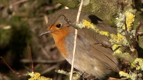ROBIN BIRD #4 Stock Footage 43466280