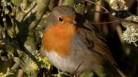ROBIN BIRD #5 Stock Footage 43467963