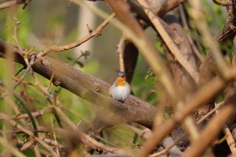 Robin bird background Stock Photos