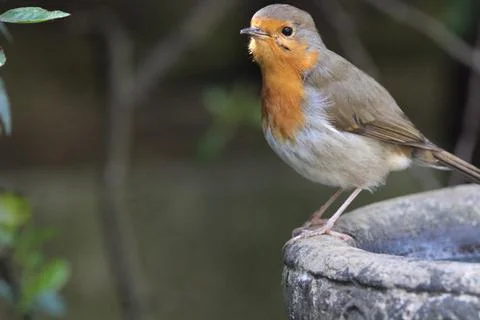 Robin on a bird bath Stock Photos