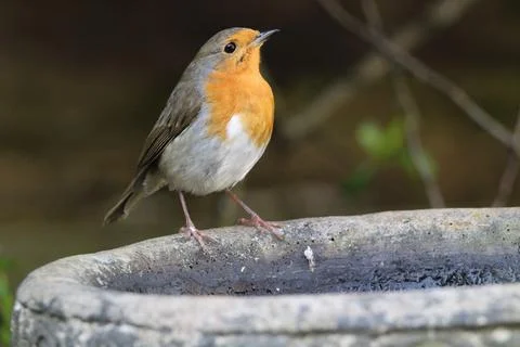 Robin on a bird bath Stock Photos