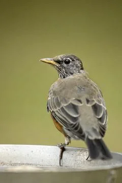 Robin at the bird bath. Stock Photos