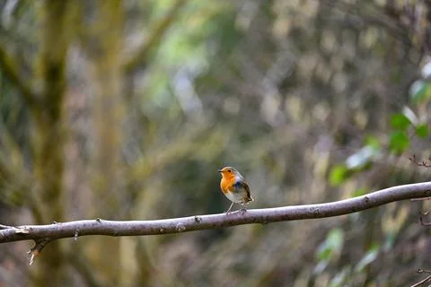Robin bird on branch Stock Photos