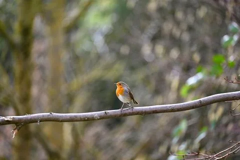 Robin bird on branch Stock Photos