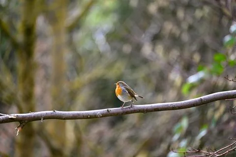Robin bird on branch Stock Photos