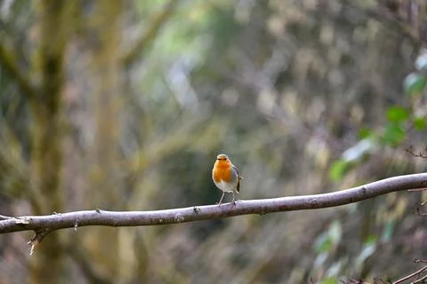 Robin bird on branch Stock Photos
