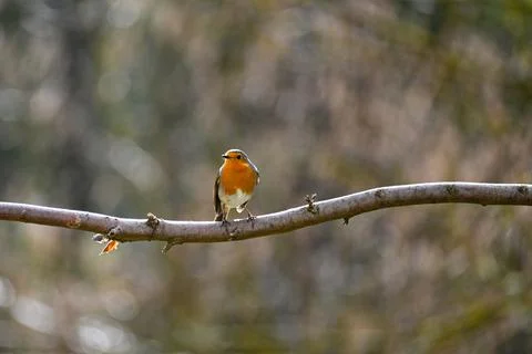 Robin bird on branch Stock Photos
