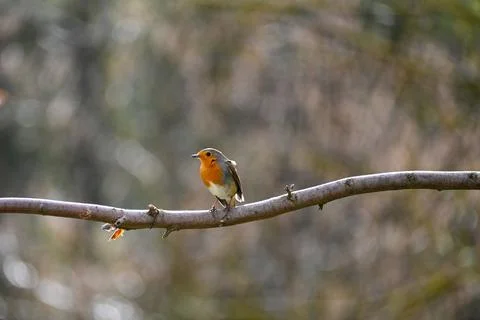 Robin bird on branch Stock Photos