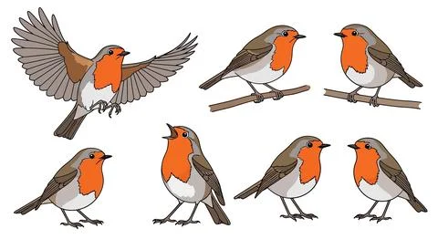 Robin Bird Collection: Flying, Perching, Singing - Cute Illustration Set Stock Illustration