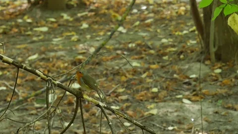 Robin bird on a dried branch. 스톡 동영상 116542164