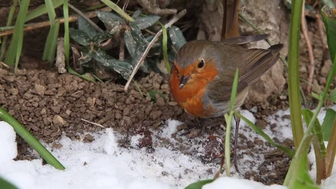 Robin bird eating (Erithacus rubecula) 스톡 동영상 126978592