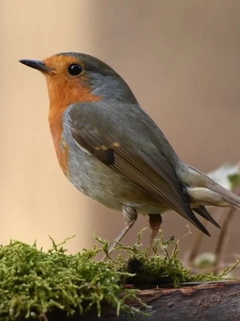 Robin bird eating on mossy log Stock Footage 336333407