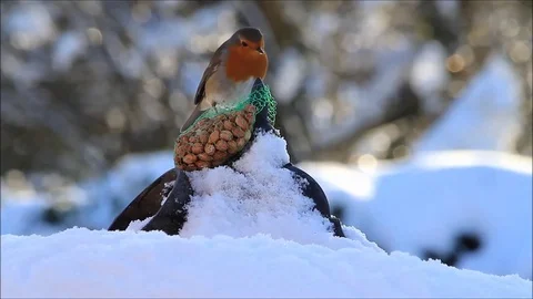 Robin bird eating nuts in snow Stock Footage 100126763