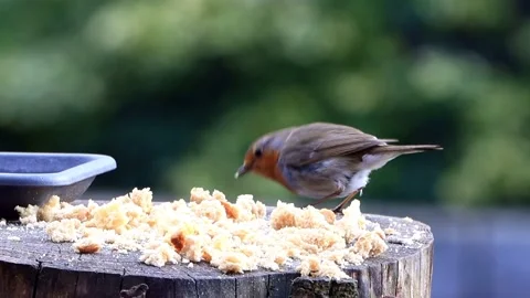 Robin bird eats bread Stock Footage 180419980