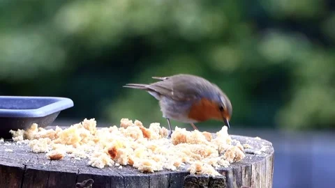 Robin bird eats bread Stock Footage 180473785