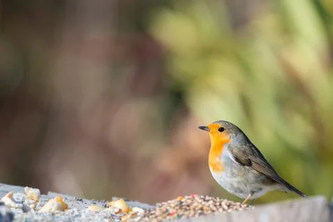A robin bird Erithacus rubecula with copy space Stock Photos