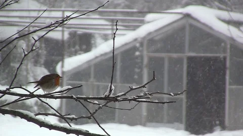 Robin Bird (Erithacus rubecula) 스톡 동영상 126978941