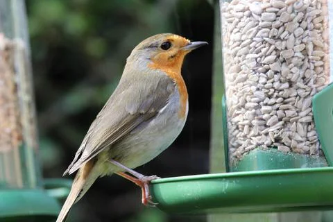 Robin on a bird feeder Stock Photos