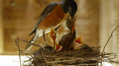 Robin Bird Feeding Chicks in Nest Worm 1080p Stock Footage 25423769