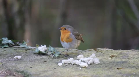 Robin bird Stock Footage 40841436