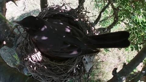 Robin Bird Stock Footage 229527620