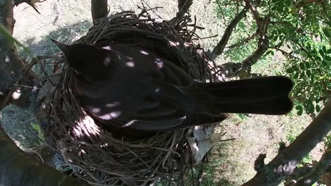 Robin Bird Stock Footage 229527623