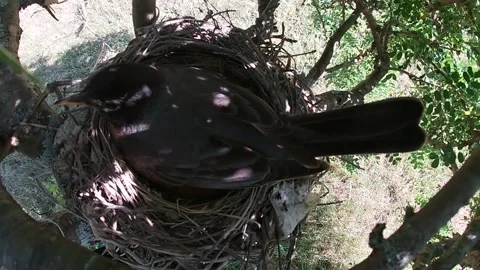 Robin Bird Stock Footage 229527624