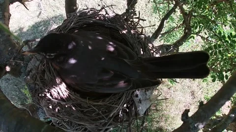 Robin Bird Stock Footage 229527626