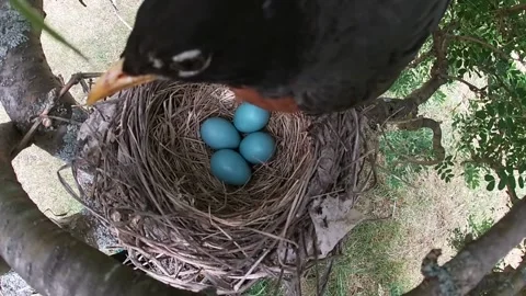 Robin Bird Stock Footage 229527642