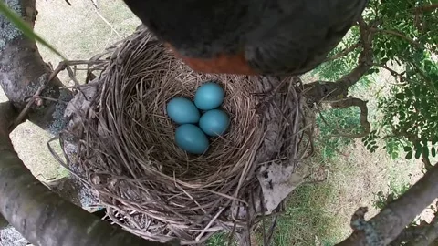 Robin Bird Stock Footage 229527644