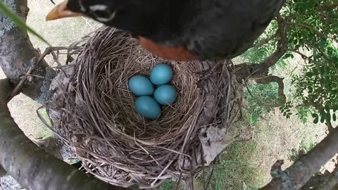 Robin Bird Stock Footage 229527645