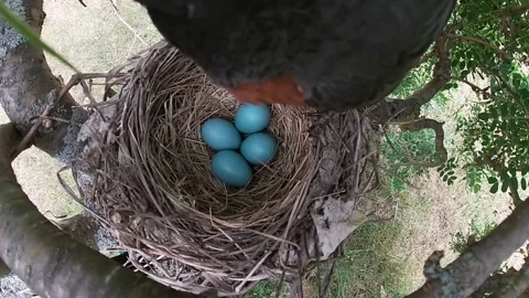 Robin Bird Video stock 229527649