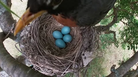 Robin Bird 스톡 동영상 229527656