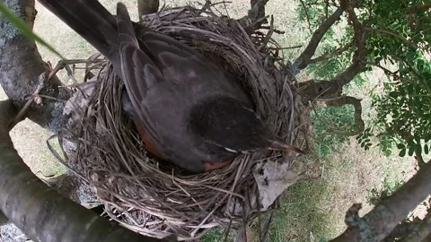 Robin Bird Stock Footage 229527659