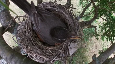 Robin Bird Stock Footage 229527661