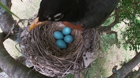 Robin Bird Stock Footage 229527664