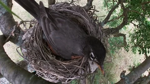 Robin Bird Video stock 229527665