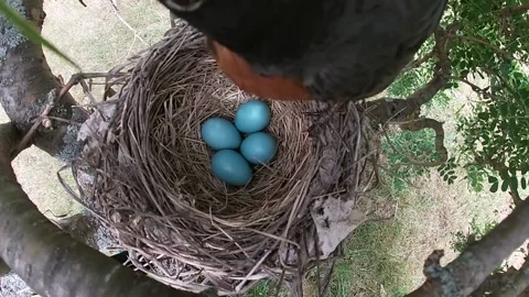 Robin Bird Video stock 229527666