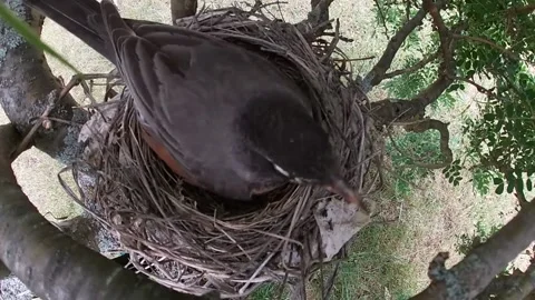 Robin Bird Video stock 229527669